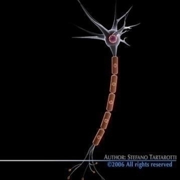 neuron cell 3d model c4d 3ds obj 78098
