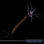 Neuron Cell 3d Model Flatpyramid