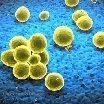 staphylococcus bacteria 3d model 3ds c4d obj 78115