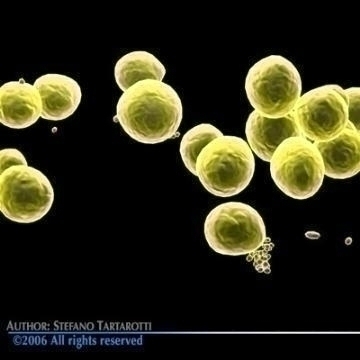 staphylococcus bacteria 3d model 3ds c4d obj 78116