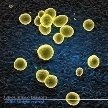 staphylococcus bacteria 3d model 3ds c4d obj 78117