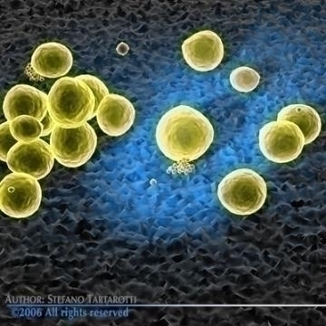 staphylococcus bacteria 3d model 3ds c4d obj 78118