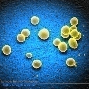 staphylococcus bacteria 3d model 3ds c4d obj 78120