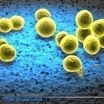staphylococcus bacteria 3d model 3ds c4d obj 78121