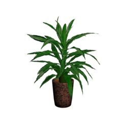 dracaena plant 3d model max 113884