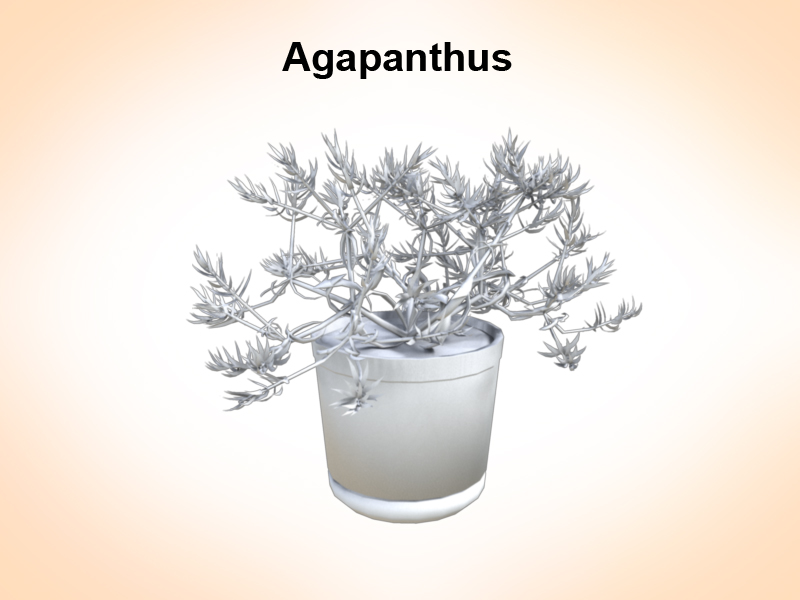 agapanthus 3d model 3ds fbx c4d lwo ma mb hrc xsi obj 123659