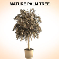 mature palm 3d model 3ds fbx c4d lwo ma mb hrc xsi obj 123517