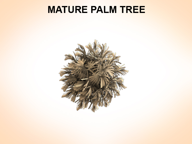 mature palm 3d model 3ds fbx c4d lwo ma mb hrc xsi obj 123518