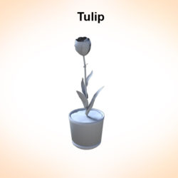 tulip 3d model 3ds fbx c4d lwo ma mb hrc xsi obj 123253