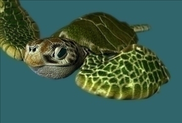 sea turtle 3d model ma mb 85530