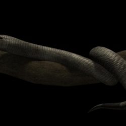 snake reptilia 3d model ma mb 94118