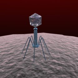 bacteriophage virus 3d model max 150290