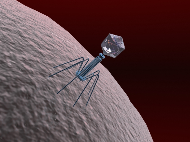 bacteriophage virus 3d model max 150292