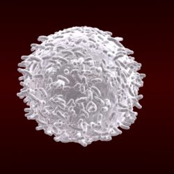 white blood cells v1 3d model max 150286
