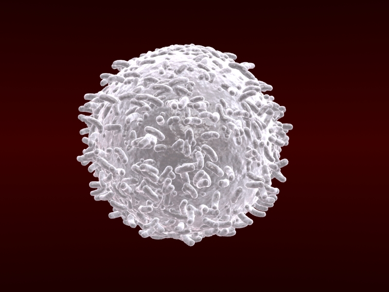 white blood cells v1 3d model max 150286