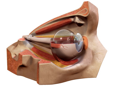 eye 3d model 3ds max c4d lwo ma mb obj 114618