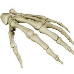 hand skeleton 3d model 3ds max c4d lwo ma mb obj 116023